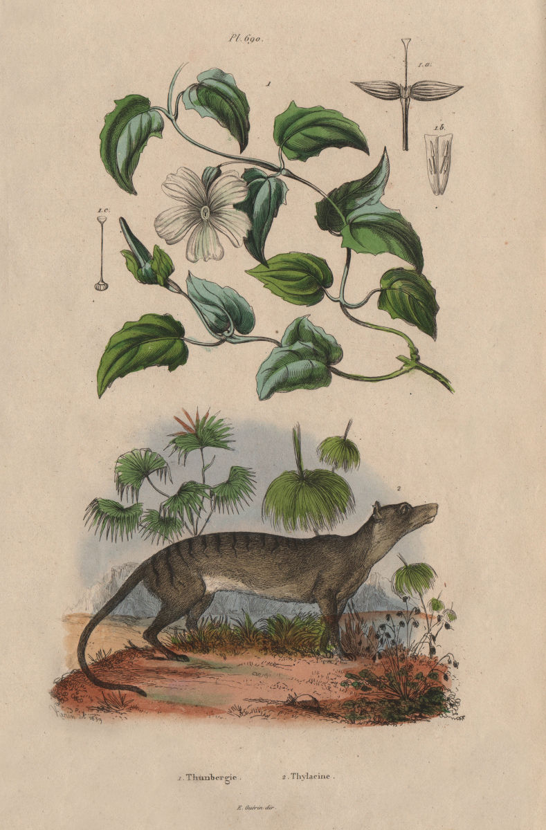 Thunbergia (Clockvine). Thylacine (Tasmanian Tiger) 1833 old antique print